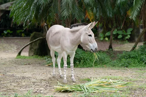 野驢呷胡蘿蔔超古錐！北市動物園每週六推保育導覽