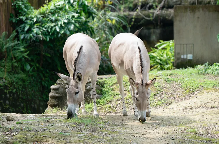 非洲野驢野外數量持續下滑。台北市立動物園提供