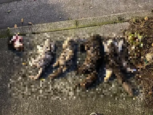 板橋「虐貓狂魔」殘殺6貓「棄屍街頭」　運將二審逆轉輕判7月定讞