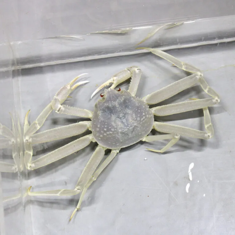 真的「白到发光」罕见松叶蟹连2只上岸　现在去日本就看得到