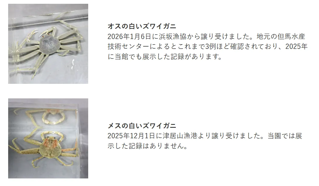 城崎海洋世界目前饲养一公一母白化松叶蟹。