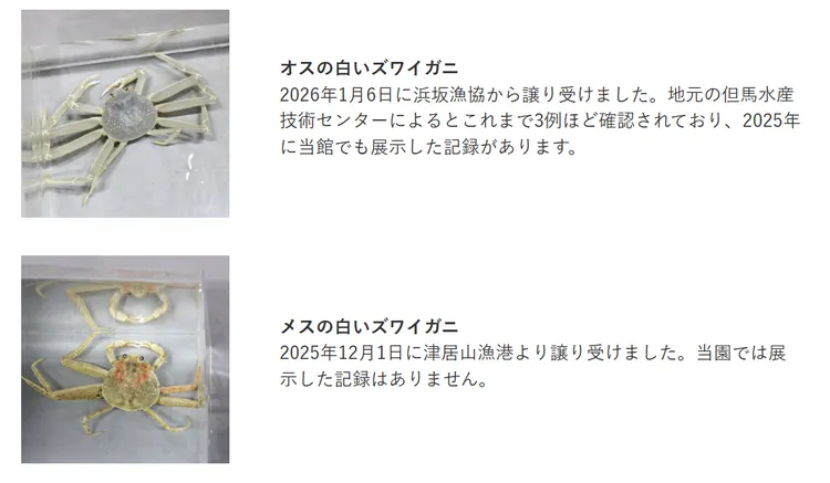 城崎海洋世界目前飼養一公一母白化松葉蟹。