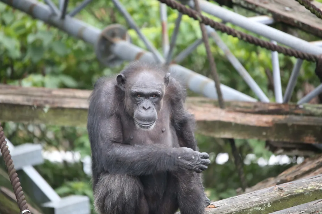 能认字还懂开锁　日本「天才黑猩猩」离世