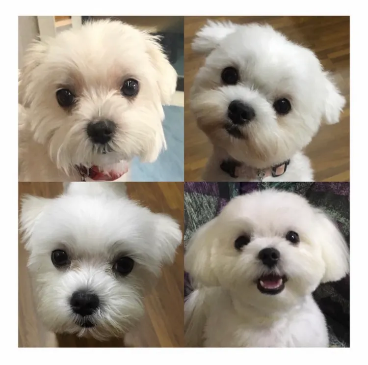 林萱瑜剛離世的11歲愛犬，是家裡最後一隻毛孩，令人難過。翻攝自Junior IG