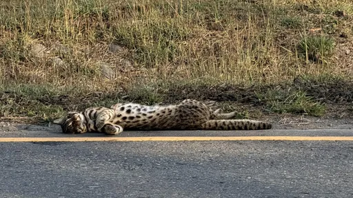 今年首例！石虎现踪彰化却遭「路杀」　死状凄惨