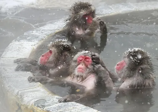 遊日注意！最強寒流「猴子也受不了」　北海道-28.1度破紀錄