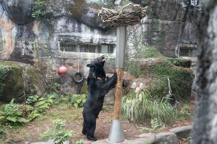 行為豐富化設施中藏蔬果，引導黑輪透過嗅聞、推動。台北市立動物園提供