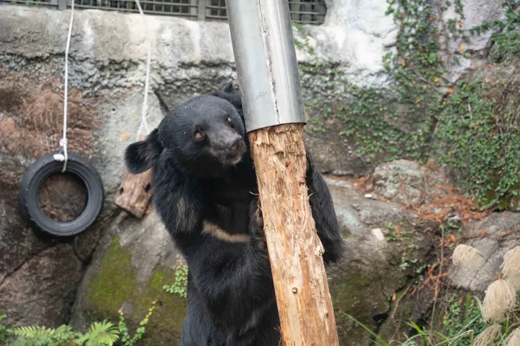 黑輪搖樹。台北市立動物園提供