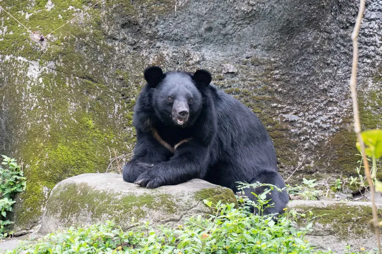 黑輪小憩。台北市立動物園提供