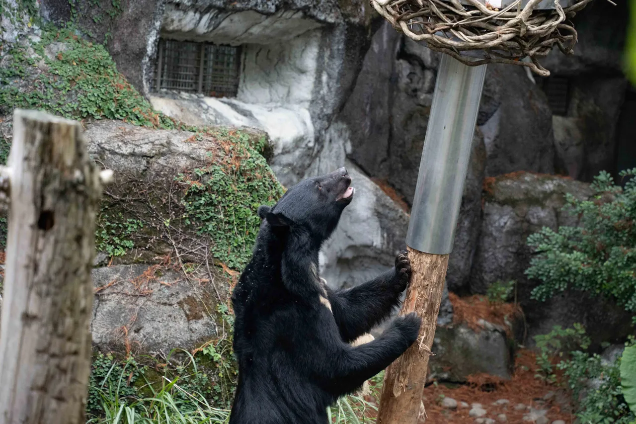 开箱新玩具！北市动物园黑熊「取食」设施暗藏玄机