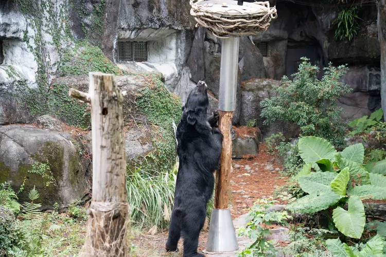 遠看如樹、頂部似鳥巢的行為豐富化設施，以圓杉木與鐵製套筒打造。台北市立動物園提供