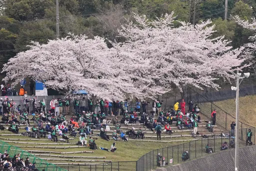 机票先买好！日本「樱花前线」预测出炉　各地赏樱日一次看