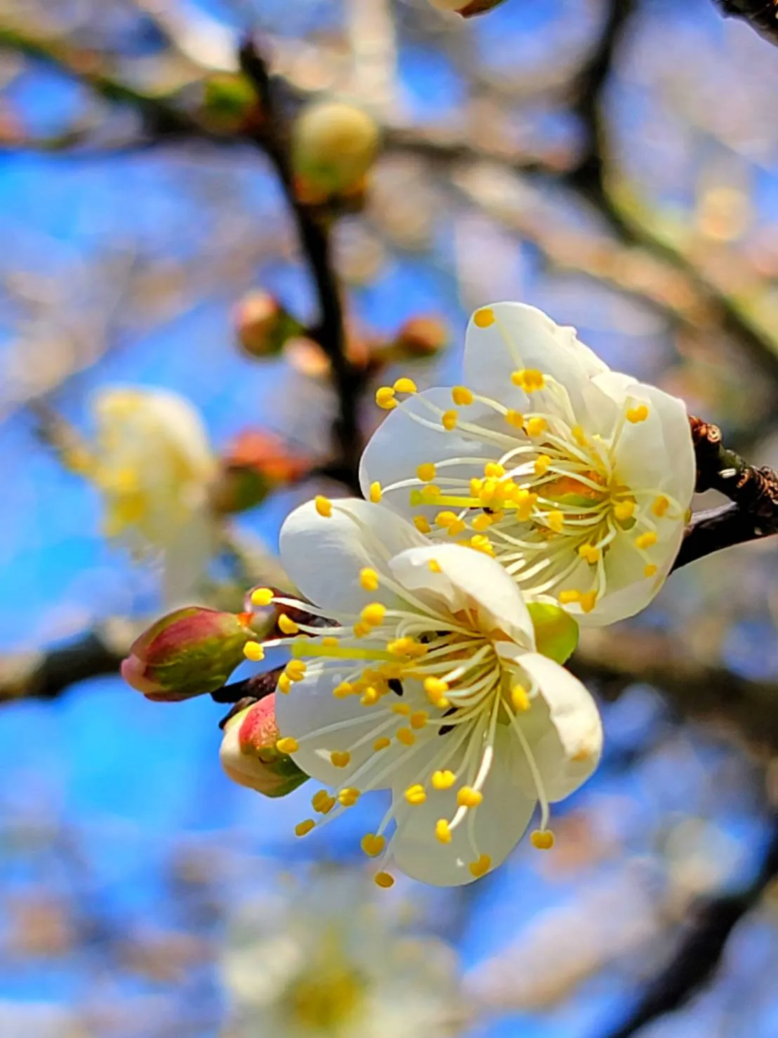 太魯閣晶英酒店週邊的梅花已開四成。太魯閣晶英酒店提供