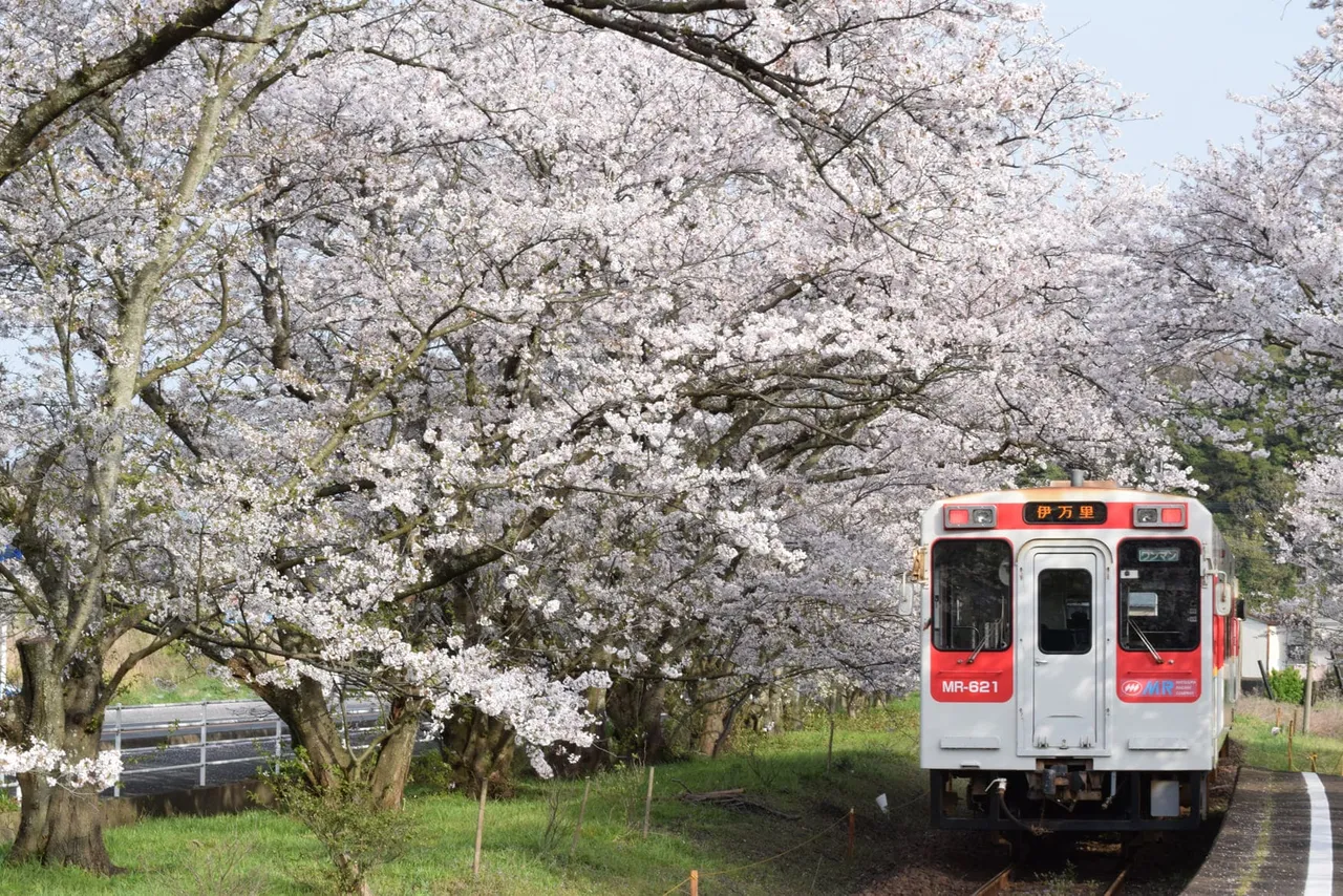 日本九州浦之崎車站，壯觀的櫻花林蔭道，有「櫻花車站」之美譽。雄獅旅遊提供