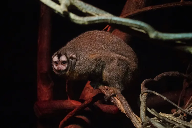 穿山甲館夜行區的阿氏夜猴等小型靈長類以暖氣保暖。台北市立動物園提供