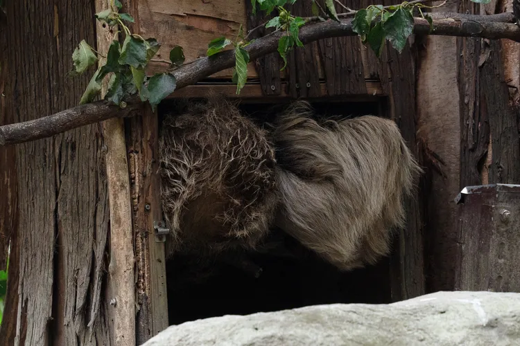 樹獺躲在柱子基部或巢箱，像一顆掛著的大毛球。台北市立動物園提供