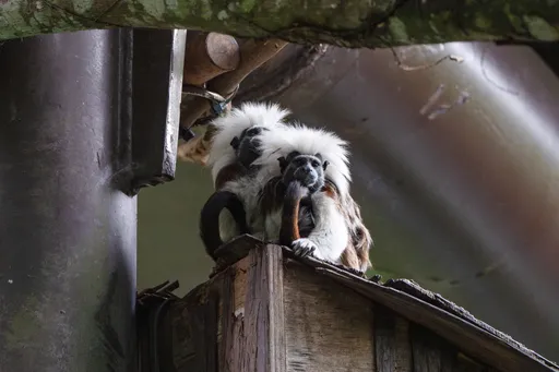 冷爆北台灣！樹獺變毛球、陸龜拉門簾　動物園秒變「暖氣樂園」