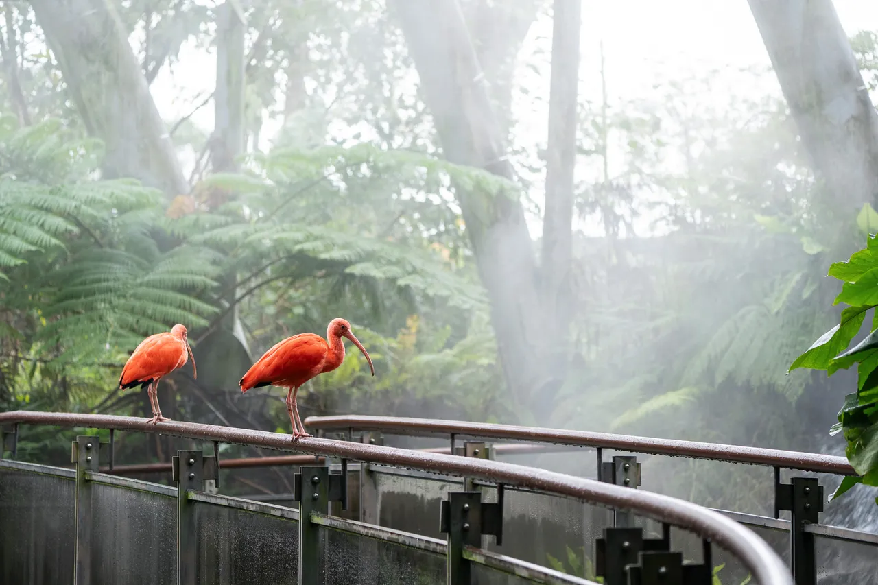 飄起裊裊白霧的水池是穿山甲館獨特的冬季風貌。台北市立動物園提供