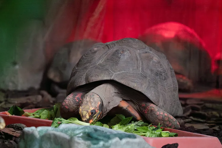陸龜們的巢箱有保溫燈，還有門簾留住暖氣。台北市立動物園提供