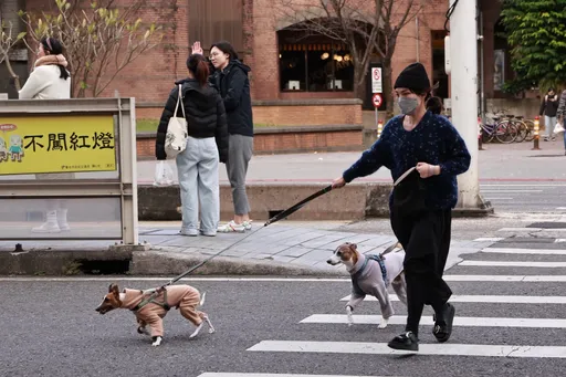晨起干咳、走路僵硬？　兽医提醒高龄毛孩冬天要小心