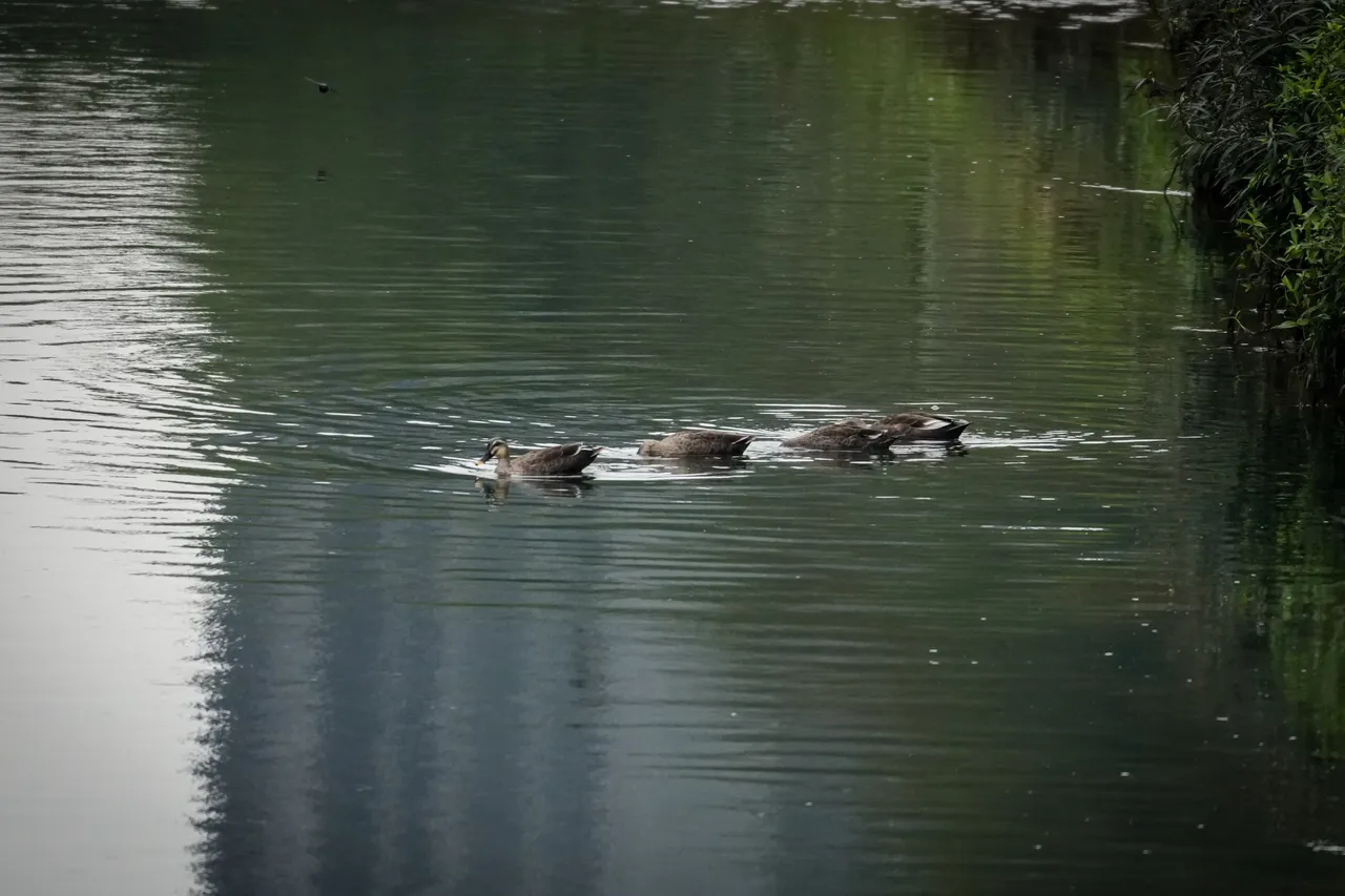 花嘴鸭成群现踪且连续两年湳仔沟报到，代表此处的水质与生态，已足以提供稳定的食源。水利局提供