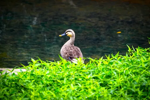 生态整治有成！冬候鸟花嘴鸭湳仔沟现踪　引爆都市赏鸟打卡热潮