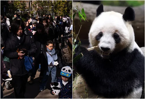 10.8萬人搶4400名額！東京上野動物園湧人潮　淚別中國貓熊