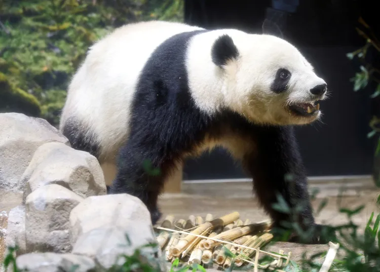 模樣可愛的貓熊，常是動物園人氣明星。路透社