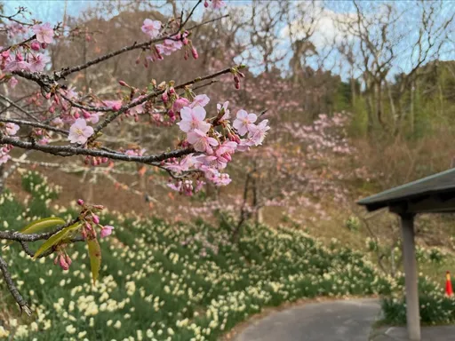 日本櫻花開了！比往年早一周　「1小鎮」花季接力到四月