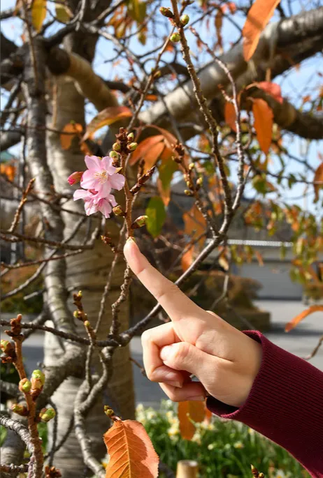 鋸南町公所前的櫻花綻放。鋸南町公所