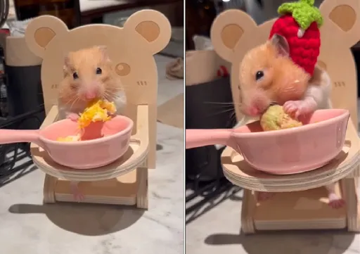 知名餐廳招待「寵物鼠」專屬餐　有人讚友善、有人崩潰拒吃