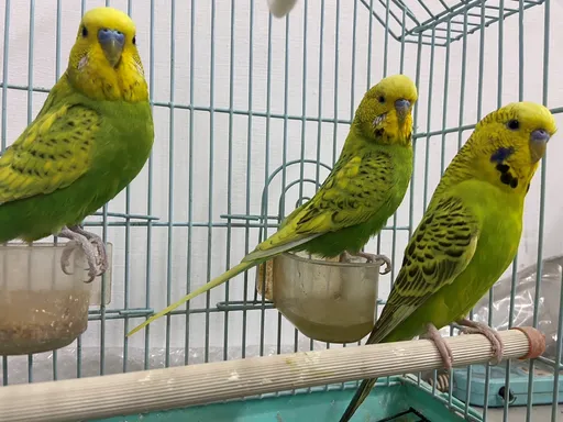 3鸚鵡狂跳！台中彩券行出現神預兆　70歲翁刮刮樂抱回100萬