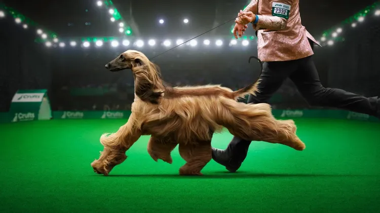 Apple沉浸式紀錄片《狗狗拼冠軍（Top Dogs）》透過Apple Vision Pro，帶觀眾走進全球最大犬展賽場，近距離直擊犬隻與馴犬師在舞台上爭奪榮耀的關鍵時刻。Apple提供