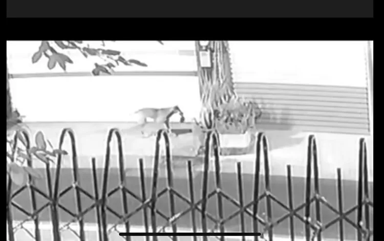 警方調閱並再三檢視監視器畫面未發現可疑「人影」，結果竟是流浪狗幹的好事。民眾提供