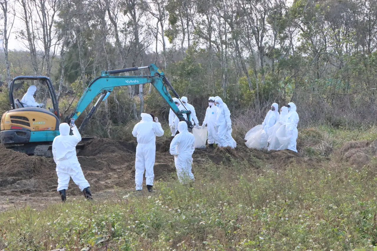 苗栗縣府將對提供土地掩埋死雞的地主依法處以最高100萬元罰鍰。縣府提供