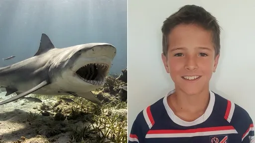 鯊魚潮來襲！　12歲男童跳水鯊魚灘「公牛鯊狠咬雙腿奪命」