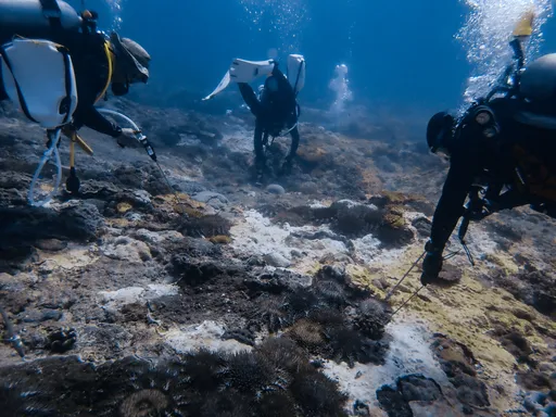 棘冠海星大爆發！威脅東沙珊瑚礁　內政部「突棘隊」剷除5.9萬隻