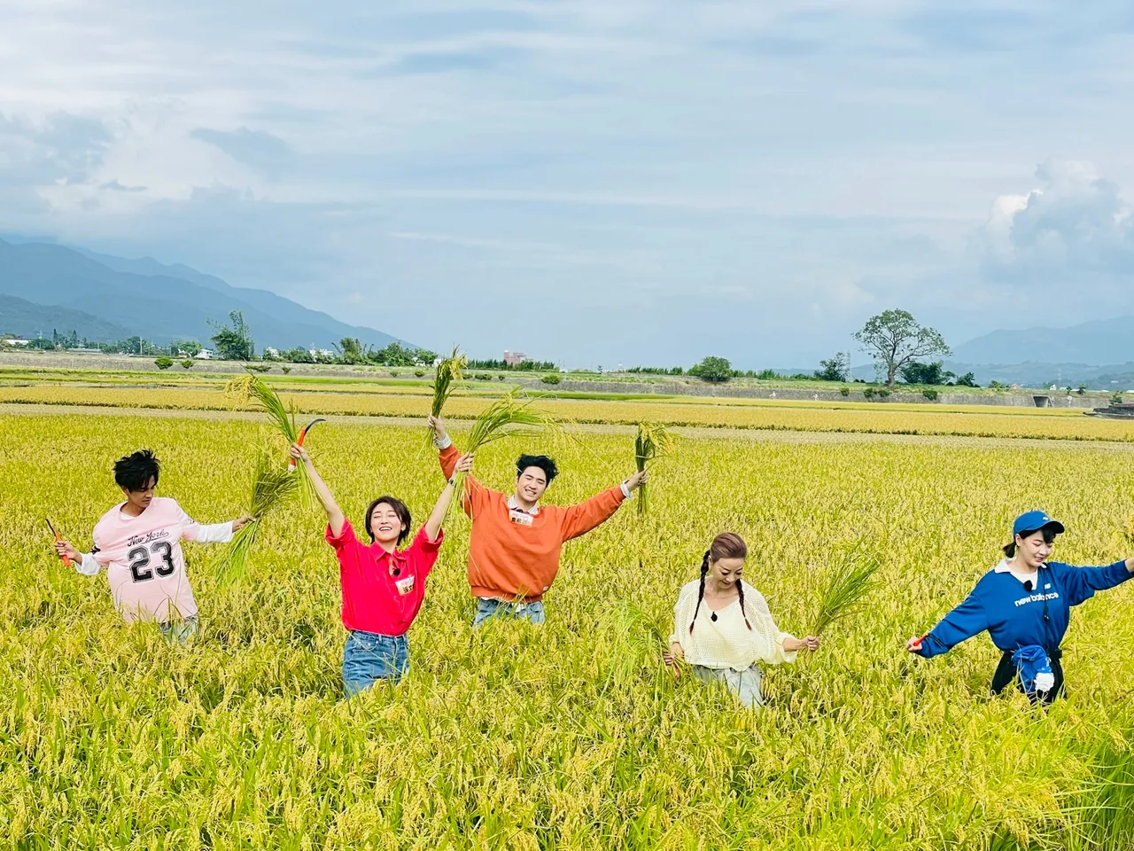 阿翔（左起）、張文綺、鹿希派、楊繡惠、籃籃等割稻。民視提供