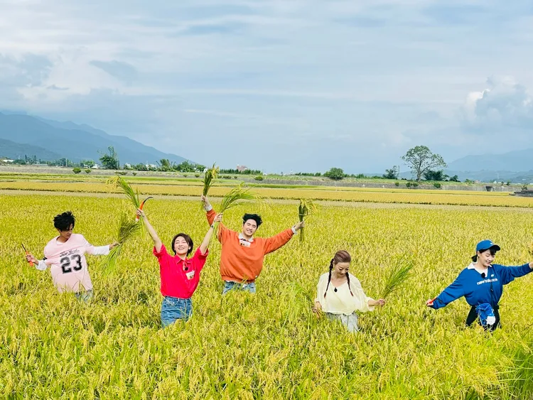 阿翔（左起）、張文綺、鹿希派、楊繡惠、籃籃等割稻。民視提供