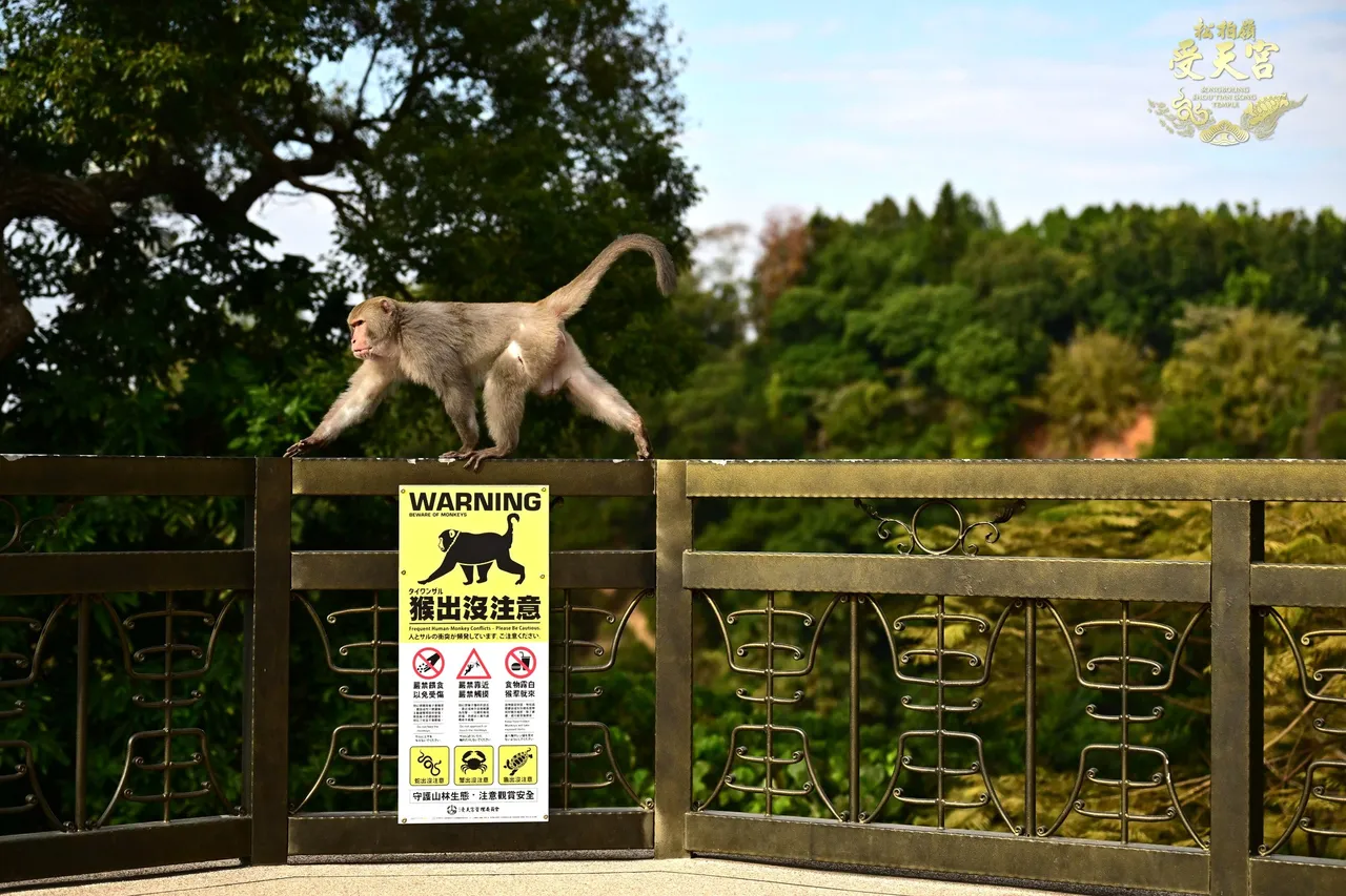 受天宮周邊猴群出沒頻繁，廟方雖早已張貼告示宣導，仍難防獼猴大鬧天宮。翻攝松柏嶺受天宮臉書