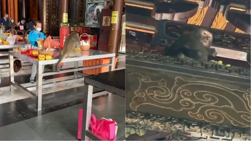 大鬧天宮！受天宮參拜驚見「潑猴搶香蕉」　囂張行徑全被錄