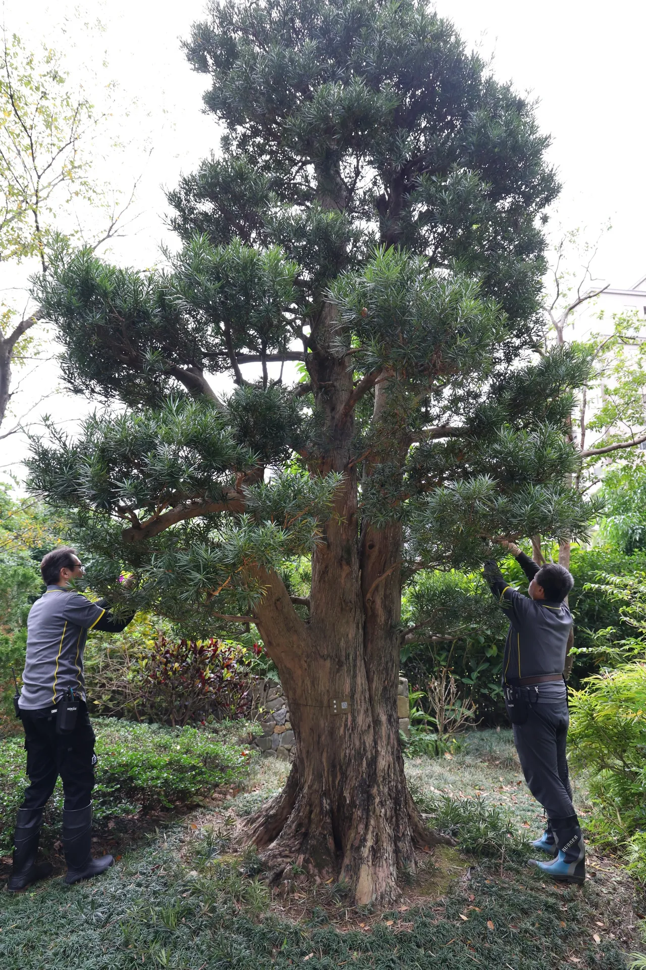 「陶朱隱園」今首度對外開箱！佔地二千坪耗時4年砸5億元打造的自然生態庭園，其中一樓庭園樹齡500年、市值600萬羅漢松引人矚目，是自日本移植來台的罕稀樹木。莊宗達攝