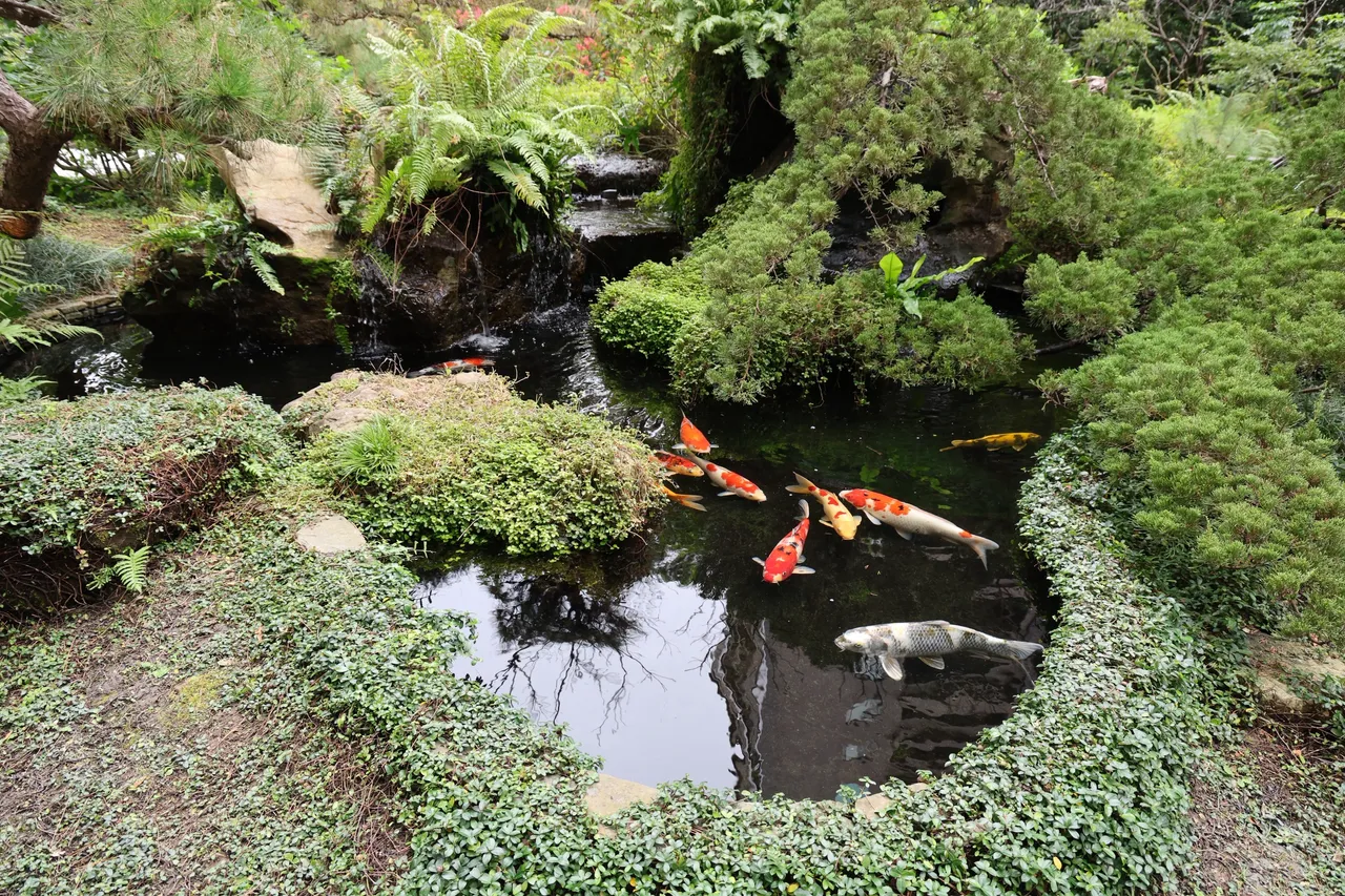「陶朱隱園」，一樓的生態庭園，垂直森林特色植栽以及人工瀑布區域，讓人心曠神怡，水池中色彩鮮艷的大錦鯉游來游去。莊宗達攝