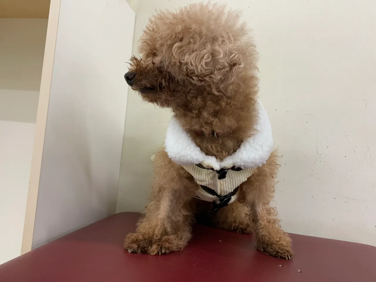 14岁的古锥贵宾犬Mini穿新衣，寻找温暖的家过新年。台北市动保处提供