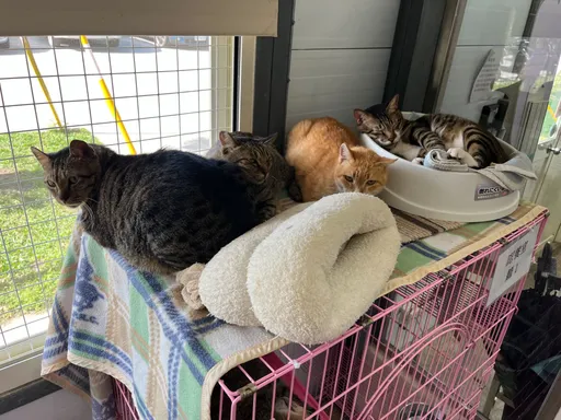 冷气团来袭！北市动物之家认养送新衣　高龄毛孩再享加码福利