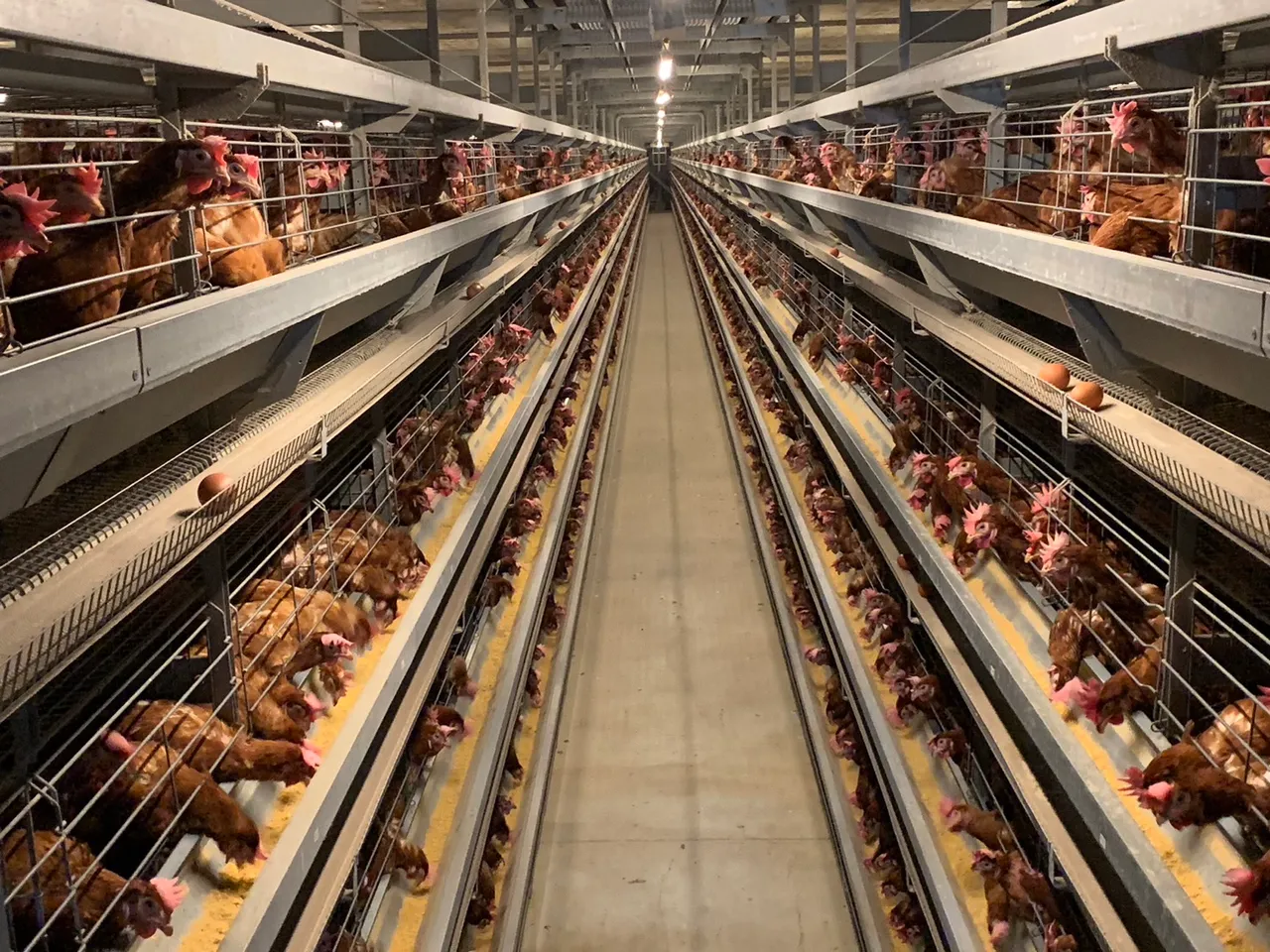 桃園市府全力防堵禽流感。農業局提供