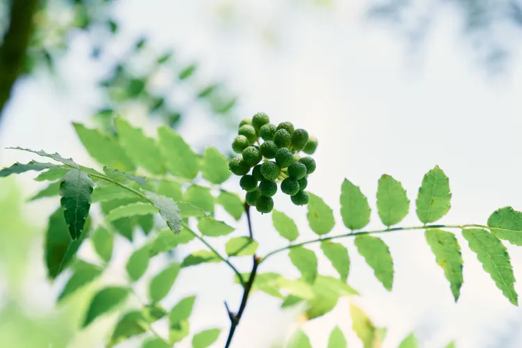 本次升級核心技術，關鍵原料來自日本奧飛驒的「飛驒山椒種子精華」。品牌提供