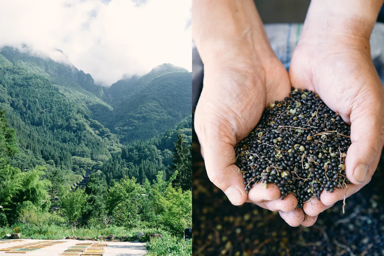 朵茉麗蔻研究團隊自500多種原料中，精選出關鍵成分「飛驒山椒種子精華」。品牌提供