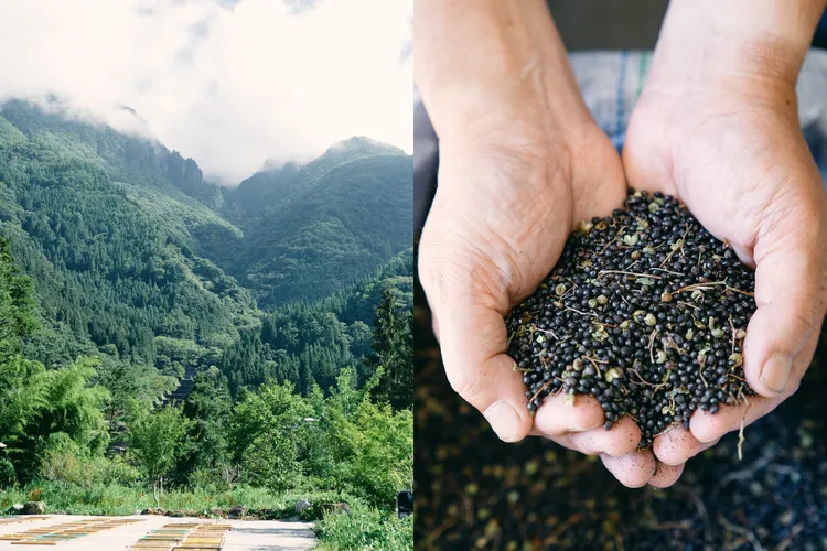 朵茉麗蔻研究團隊自500多種原料中，精選出關鍵成分「飛驒山椒種子精華」。品牌提供