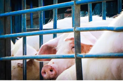 非洲豬瘟疫情擴散　韓國連飼料都驗出病毒！